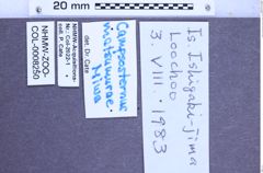 Etikette zu Campsosternus matsumurae (Miwa, 1929) (NHMW-ZOO-COL-0008250)